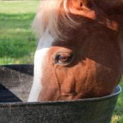 Horse eating from a bucket