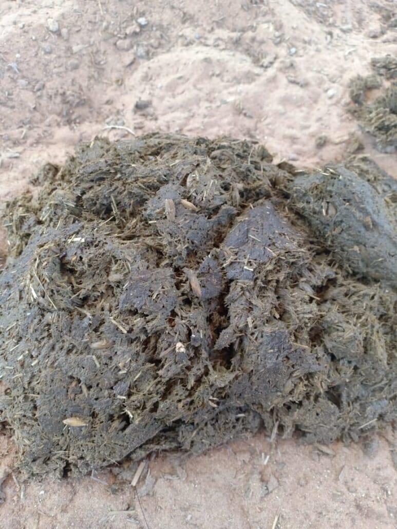 Manure Score Chart How to Quickly Check Your Horse's Hindgut Health