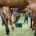 Horse feeding on the meadow