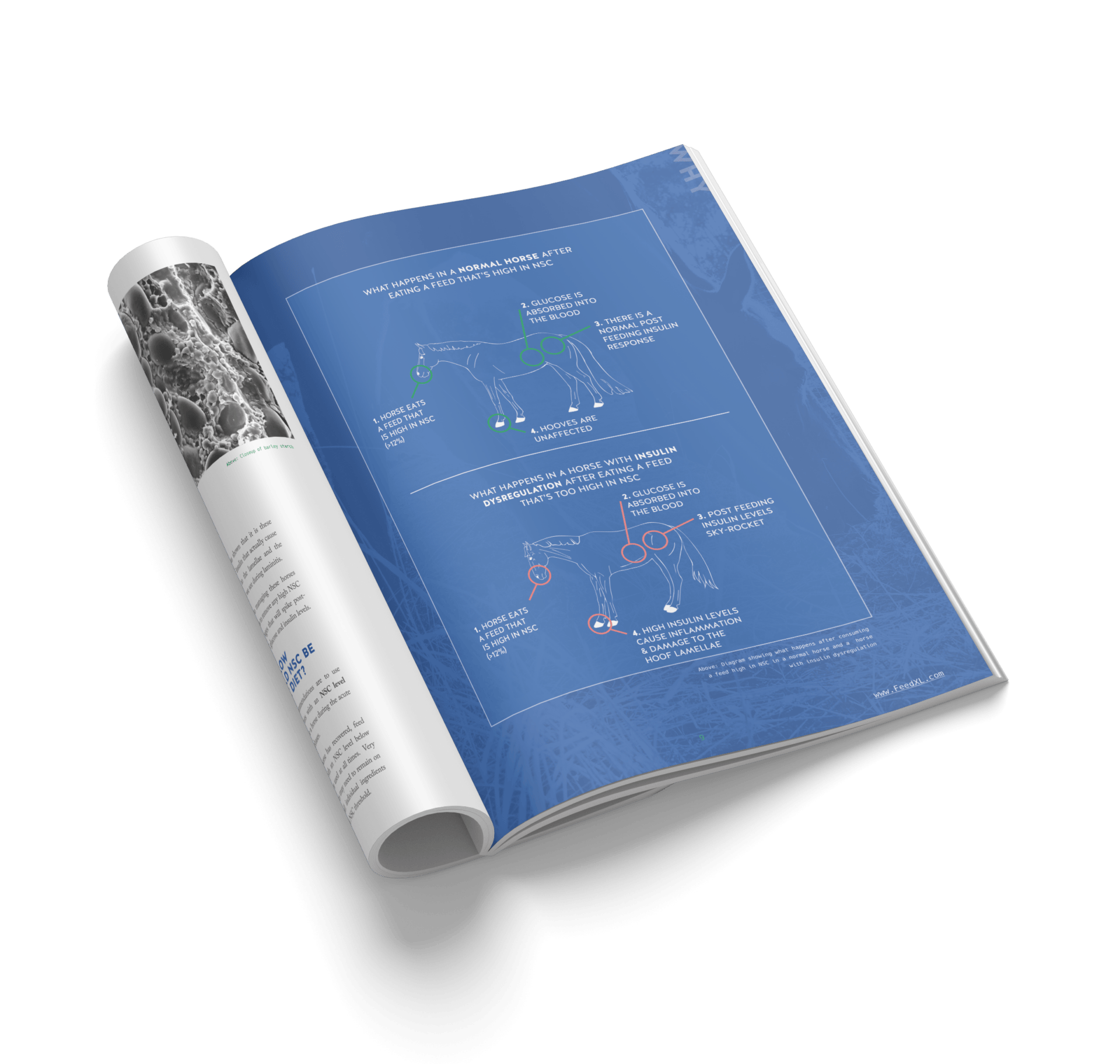 Laminitis Ebook p8-9