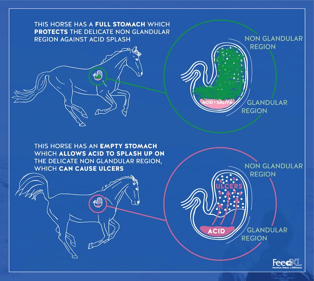 ulcer quiz image - acid production Image showing horse acid production and why you should feed before you ride