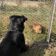 Chewy and Chook 1