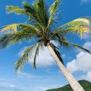 B28994D1-C56A-4EB4-9177-7C26C7525BCD_1_105_c A coconut tree, the source of copra meal for horses