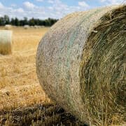 Oaten hay Photo of oaten hay, which could increase risk of dental problems in horses