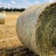 Photo of oaten hay, which could increase risk of dental problems in horses