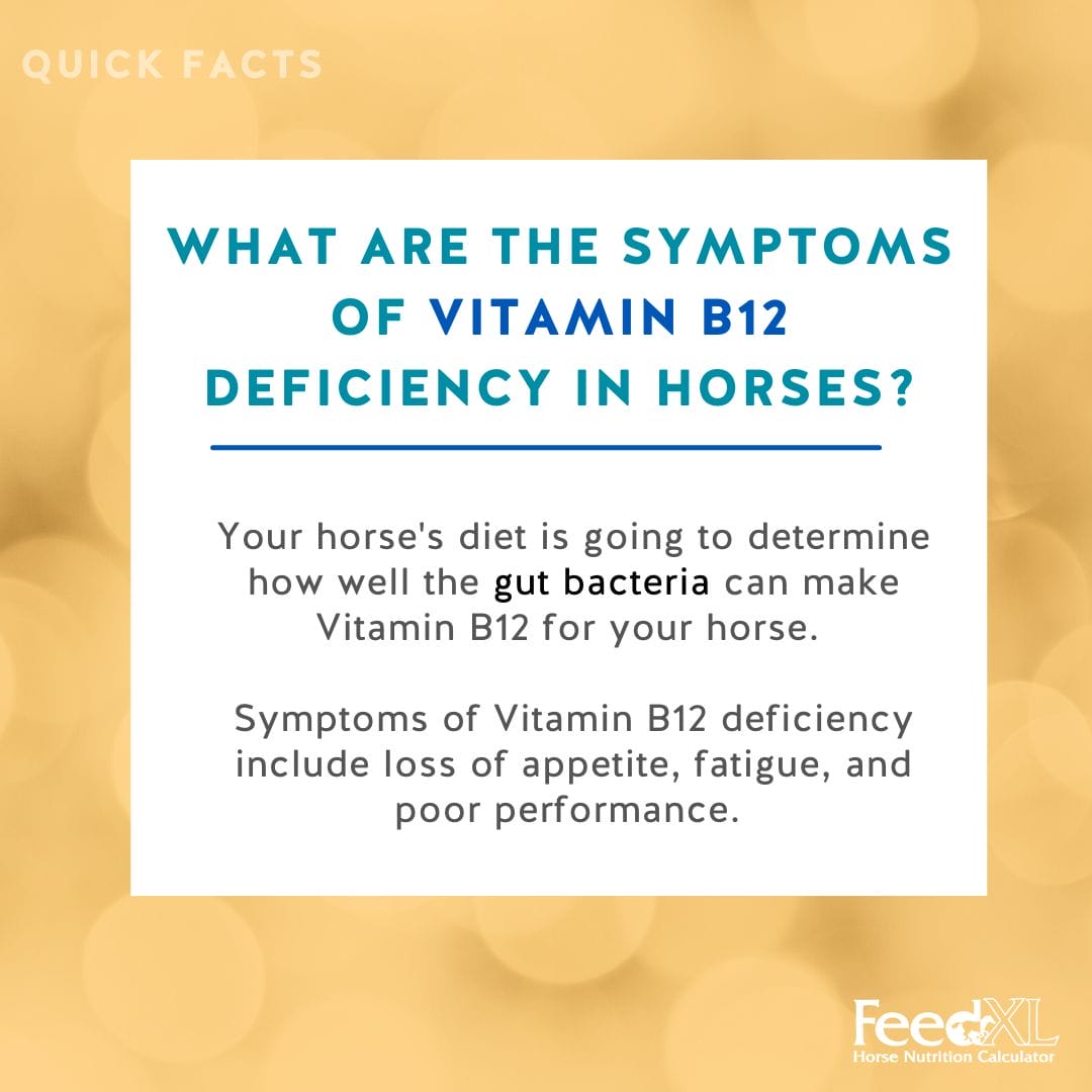 Vitamin B12 - Do Horses Need It In Their Diet?