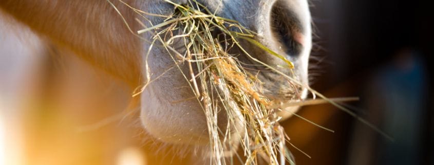 A horse eating hay
