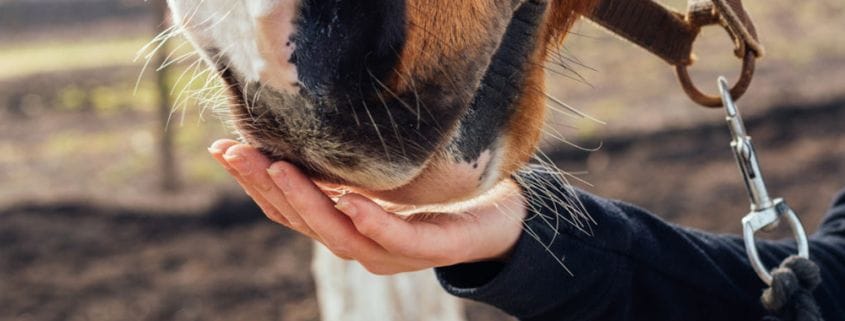 A horse nuzzling a person's hand