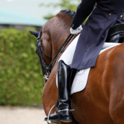dressage horse with rider Photo of a competition horse that needs a balanced diet for success