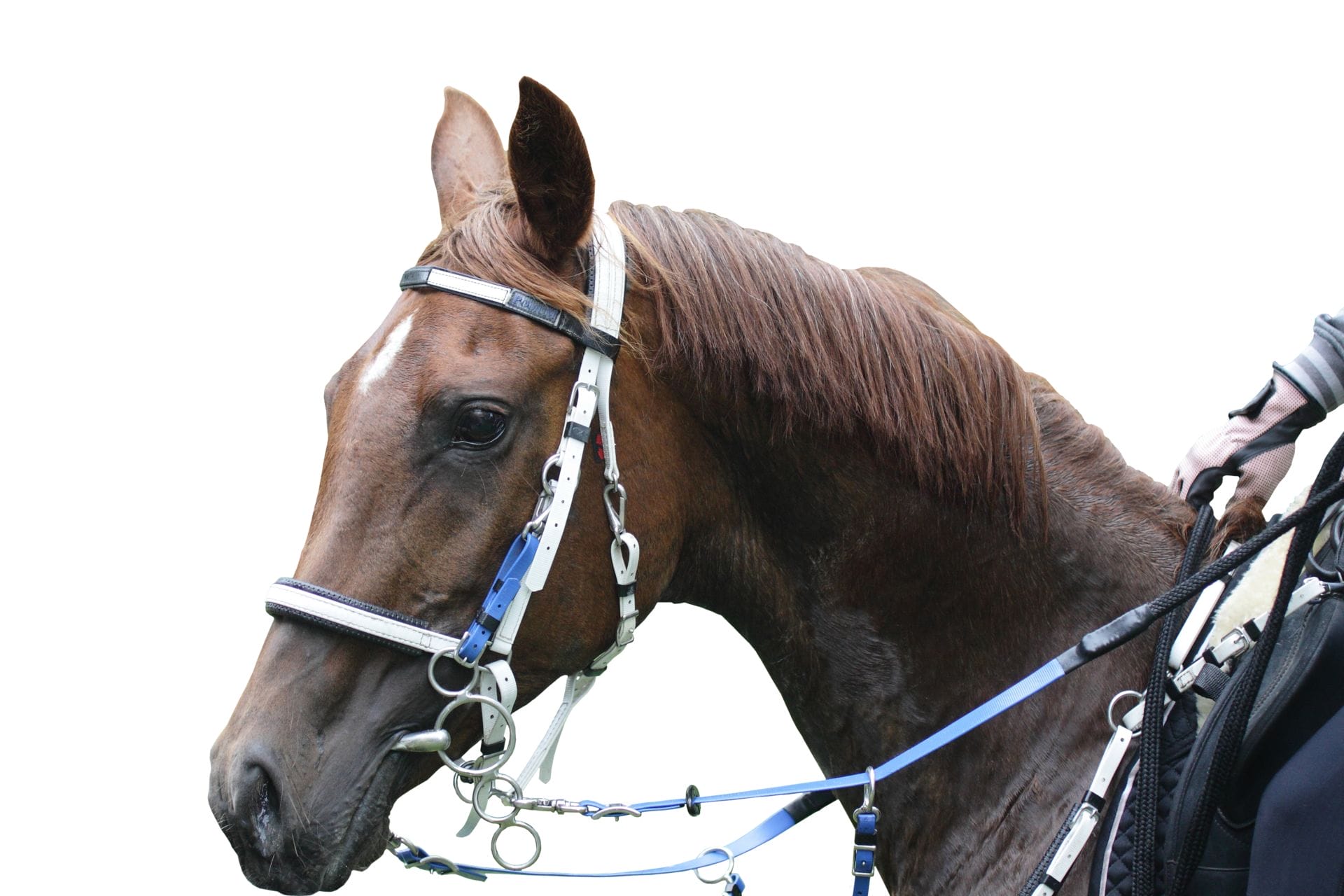 5 Tips for Feeding the Endurance Horse