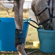 Endurance horse – salty water crop An endurance horse drinking water to stay hydrated