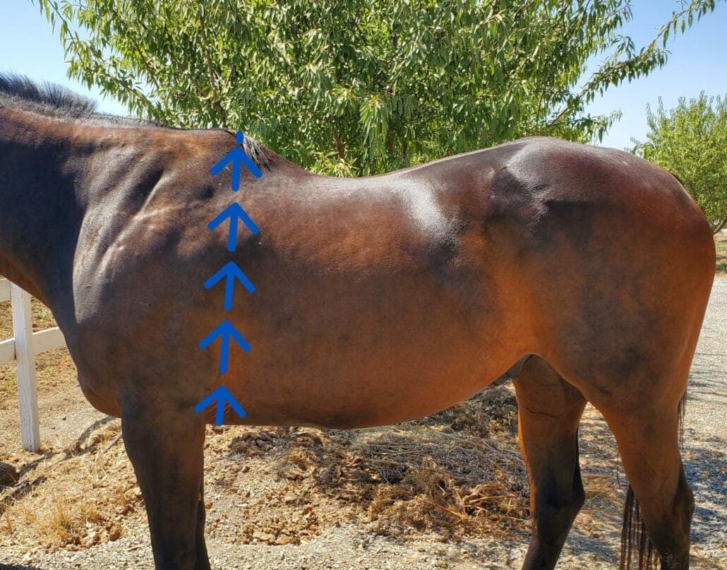 Diagram of where to measure a horse to determine bodyweight