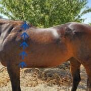 okokok – Copy Diagram of where to measure a horse to determine bodyweight