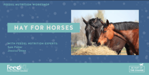 img-Hay-for-horses Hay for Horses