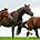 Three healthy horses runninnig