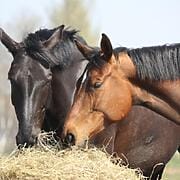 Forage vs. Fibre - what's the difference for your horse