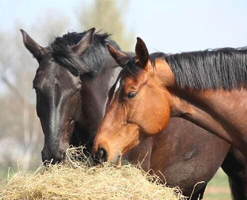 Forage vs. Fibre - what's the difference for your horse