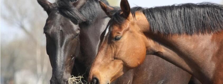 Forage vs. Fibre - what's the difference for your horse